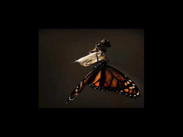 고정금리 vs 변동금리