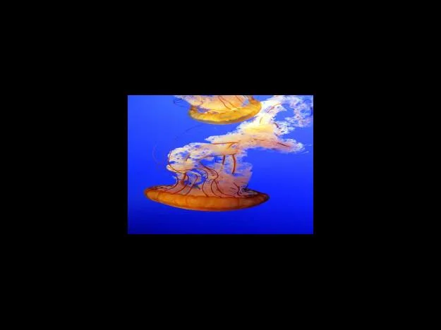 고구마의 새로운 이용법