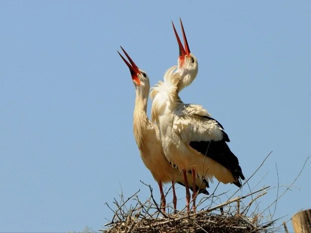 유산소 운동과 척추기립근 강화는 두 가지 필요한 운동 방법입니다.