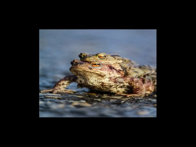 카본 그라인더와 브러쉬리스 그라인더의 장단점