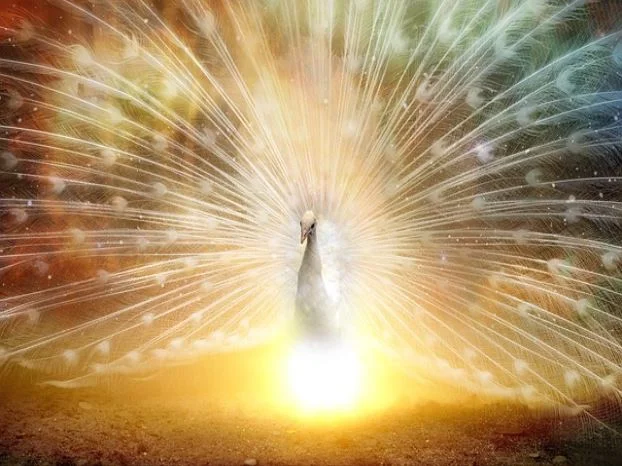 오라클 피부과 의원 인천아라점