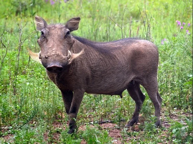 층간소음 어려움 해결방안